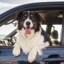 Una veterinaria revela cada cuánto tiempo tienes que parar si viajas con tu perro en coche estas vacaciones