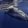 Científicos sorprenden al descubrir que las ballenas están enviando mensajes a los humanos