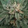Cinco detenidos en Elche por entregar drogas a estancos y tiendas camufladas como CBD
