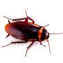 Alerta de expertos por una plaga de cucarachas cerca de España: es una especie agresiva y que vuela