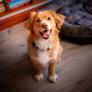 Adiós a los perros de siempre: los científicos avisan de una evolución y dicen que hay que ponerse las pilas