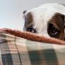 Tres consejos para calmar a tu perro o gato por los petardos de San Juan