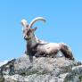 Este animal vivía en los Pirineos, se extinguió dos veces y su fantasma aún siembra preguntas incómodas