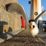 Una ciudad entera vive en estado de desesperación por la guerra entre las gaviotas y los carteros
