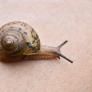 Alerta por el caracol asesino letal para los perros que "también supone un riesgo para los humanos"