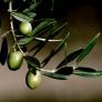 La aceituna en riesgo de extinción en España que podría acabar con un aceite gourmet reconocido internacionalmente