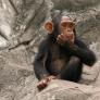 Abandonan 65 chimpancés en una isla abandonada, años después los buscan y observan un proyecto sobrecogedor