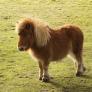 Pocos saben que el elemento más característico de los baños de España viene de una especie de poni