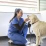 Soy veterinaria y estas son las 'únicas' razas de perros que tendría
