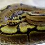 Un niño duerme con una pitón durante años hasta que un día el reptil se cansa de 'cariñitos' y pasa a la acción