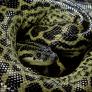 Un ecologista acepta dejarse comer por la serpiente más grande del mundo y detienen el reto en directo: "Mi cara, necesito ayuda"