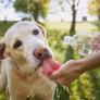 Ola de calor en perros y gatos: protege a tu mascota con la regla de los 5 segundos