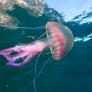 En la costa del campo de Gibraltar ya hay presencia de la peligrosa especie de picadura muy dolorosa
