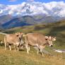 Declarada la batalla campal por las vacas deambulantes por el pueblo: "Si alguien muere algún día..."