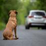 Se va a dar la vuelta al mundo y lo que hace con su golden retriever salta las lágrimas: "No tengo tiempo para un perro"