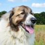 Un perro gigante va todos los días solo a la farmacia por una recompensa que bien merece la insistencia