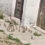 Un vecino de Cádiz sale de su casa y se topa con una maravilla natural en un entorno totalmente inesperado