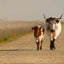 Doñana, "al borde del colapso ecológico": la Unesco urge a mejorar acuífero del parque