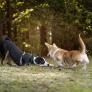 Muestra el sencillo truco con el móvil para saber si tu perro tiene garrapatas