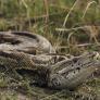Un guardabosques se enfrenta a una serpiente gigante con un extintor pero hay polémica sobre el motivo de su gesta