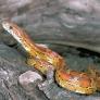 Un hombre entra en su garaje de Móstoles, se topa con una serpiente, pero de una especie invasora