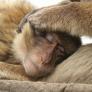El único macaco en libertad que habita fuera de Asia está en la Península Ibérica