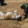 Un investigado en Coín por la muerte de un perro por disparos provocados con un arma detonadora