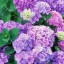 Hay una solución si tu hortensia empieza a marchitarse con el calor
