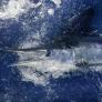 Un pescador roza la muerte tras capturar un pez de 27 kilos de hocico muy peligroso