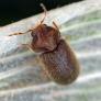 Si ves este insecto de apenas 3 milímetros entrar en tu casa, tienes un gran problema