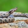 Inquietud y fascinación ante la víbora híbrida nacida del cruce de dos especies venenosas