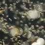 Liberan al animal capaz de devorar hasta 600 mosquitos por hora para salvar un pueblecito del asedio