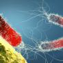 Una investigación confirma la expansión global de un gen que crea bacterias resistentes a los antibióticos