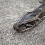 Una serpiente campa a sus anchas por la ciudad y la orden de los expertos es tajante: dejar que siga su camino