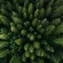 Rusia convierte a este bosque en el más bombardeado de la Tierra en un momento y el gran despliegue no le sirve de nada