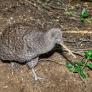 La especie más rara de este extraño animal se consideraba extinta durante décadas hasta que ocurre el milagro