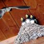 Un hombre en Burgos descubre nidos de golondrina en casa y tras su acción le sobrevuela una multaza