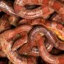 Estupefacción entre los paleontólogos por la aparición de la serpiente de 38 millones de años