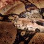 Un hombre tiene una serpiente de 3 metros en su casa y está deseando deshacerse de ella: "Nunca me han interesado"
