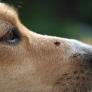 Le quita una garrapata al perro, cree que el peligro ha pasado y salta la sorpresa: "¿Es posible que haya dos?"
