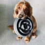 Un precioso perro huye de madrugada y emprende el camino de 8 kilómetros para conseguir el desayuno de sus sueños