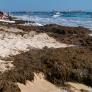 Solicitan medidas urgentes por la invasión del alga asiática en la costa de Cádiz
