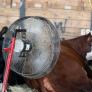 Las vacas sufren los estragos del calor y encuentran la solución de 35.000 euros para mantenerlas frescas: "Parecían felices"