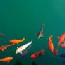 Deja caer cinco peces en el estanque y la transformación que ocurre durante cinco años deja a todos sin palabras