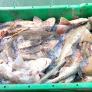 Detectan niveles elevados de mercurio en un popular pescado de España y alertan de posibles riegos en su consumo