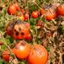 Un jardinero señala cómo acaba de un plumazo con la enfermedad que afecta a los tomates