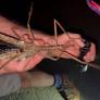 Un grupo de científicos sigue la pista de una foto en una selva remota y da con el insecto más pesado de Australia