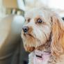 Precaución a los que viajan con mascotas este verano: un perro suelto a 50km/h multiplica su peso por 35
