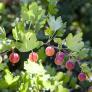 El ingrediente de temporada que puedes encontrar en tu jardín o en el campo para hacer helados muy aromáticos