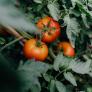 Un utensilio muy arraigado en la cultura española hará que tus tomates maduren mucho más rápido